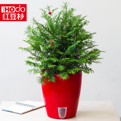 춹(hodo)  ֲô